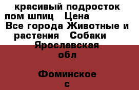 красивый подросток пом шпиц › Цена ­ 30 000 - Все города Животные и растения » Собаки   . Ярославская обл.,Фоминское с.